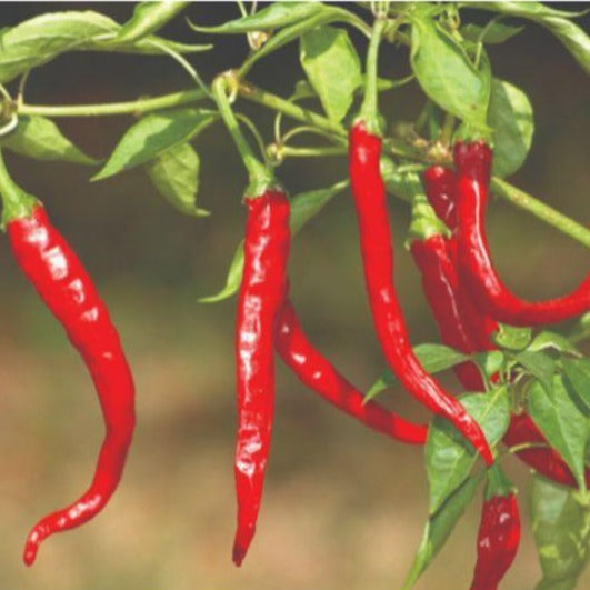 Pepper - Cayenne Long Red