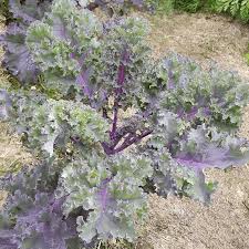 Kale - Red