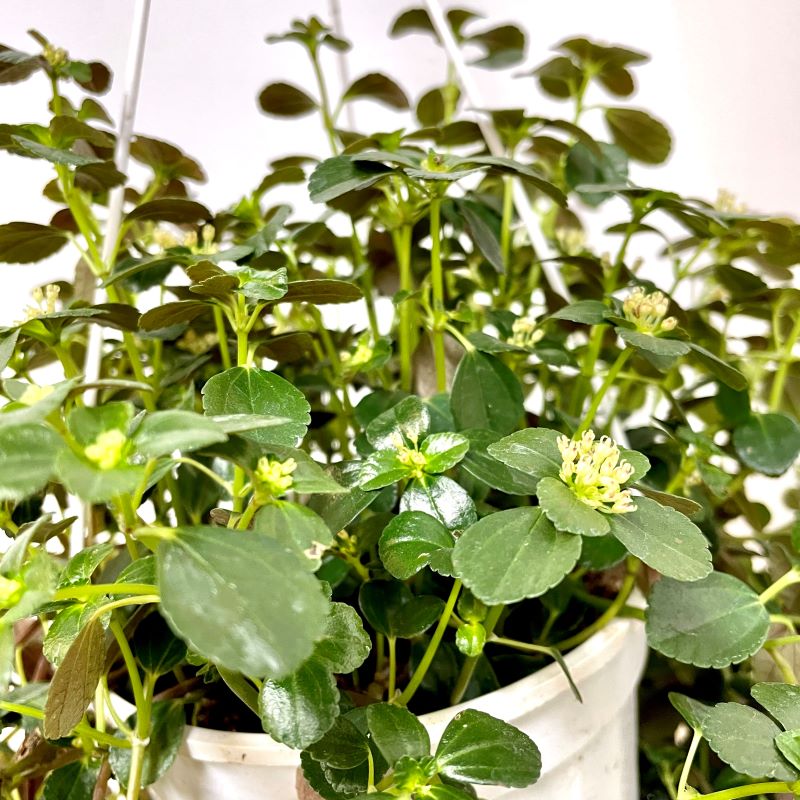 PILEA SAO PAULO