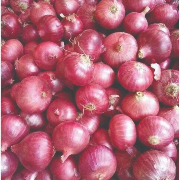 Onion - Sweet Spanish Red