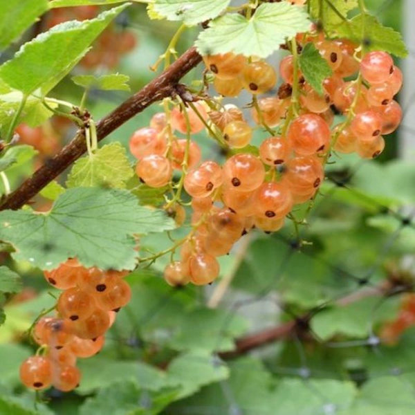 CURRANT CHAMPAGNE