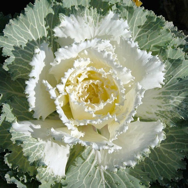 Cabbage Decorative - White