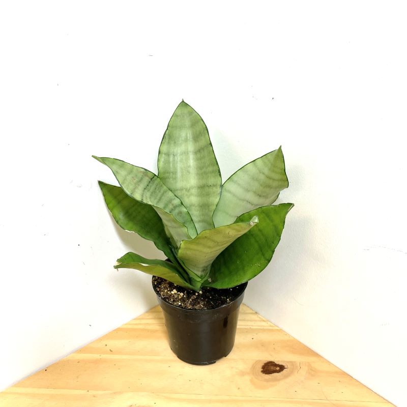 SANSEVIERIA MOONSHINE