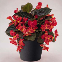 Begonia - Waxed Red
