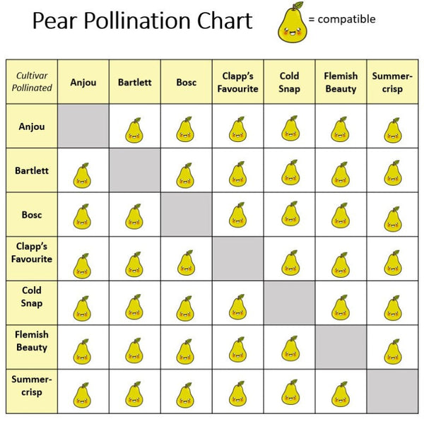 PEAR FLEMISH BEAUTY Knippel Garden Centre