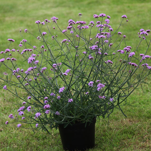 Verbena bonariensis discount