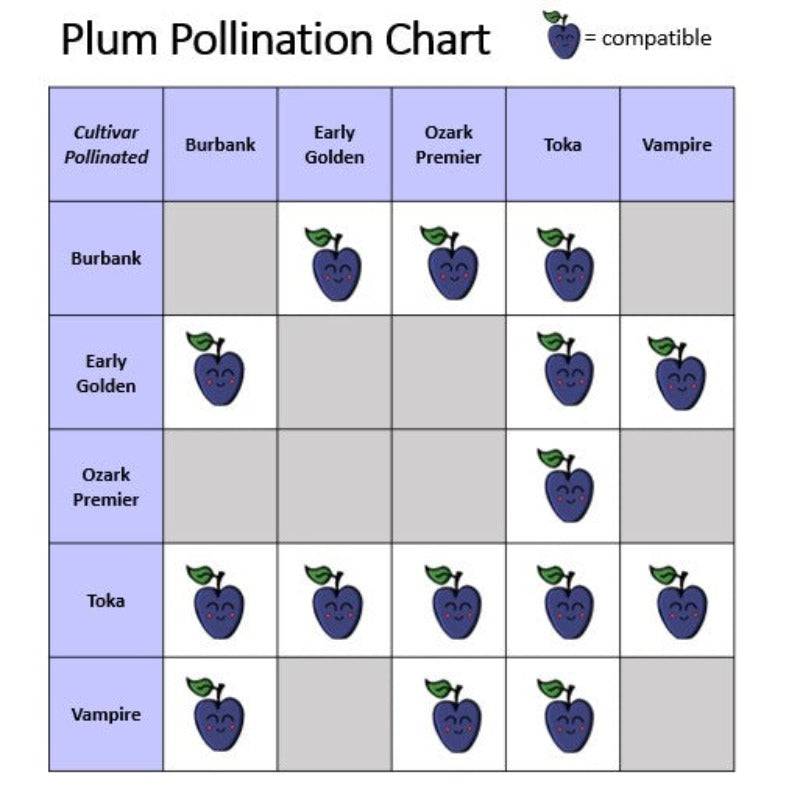 PLUM BURBANK JAPANESE