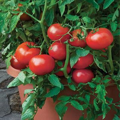 Beefsteak Tomatoes - Policella Farms