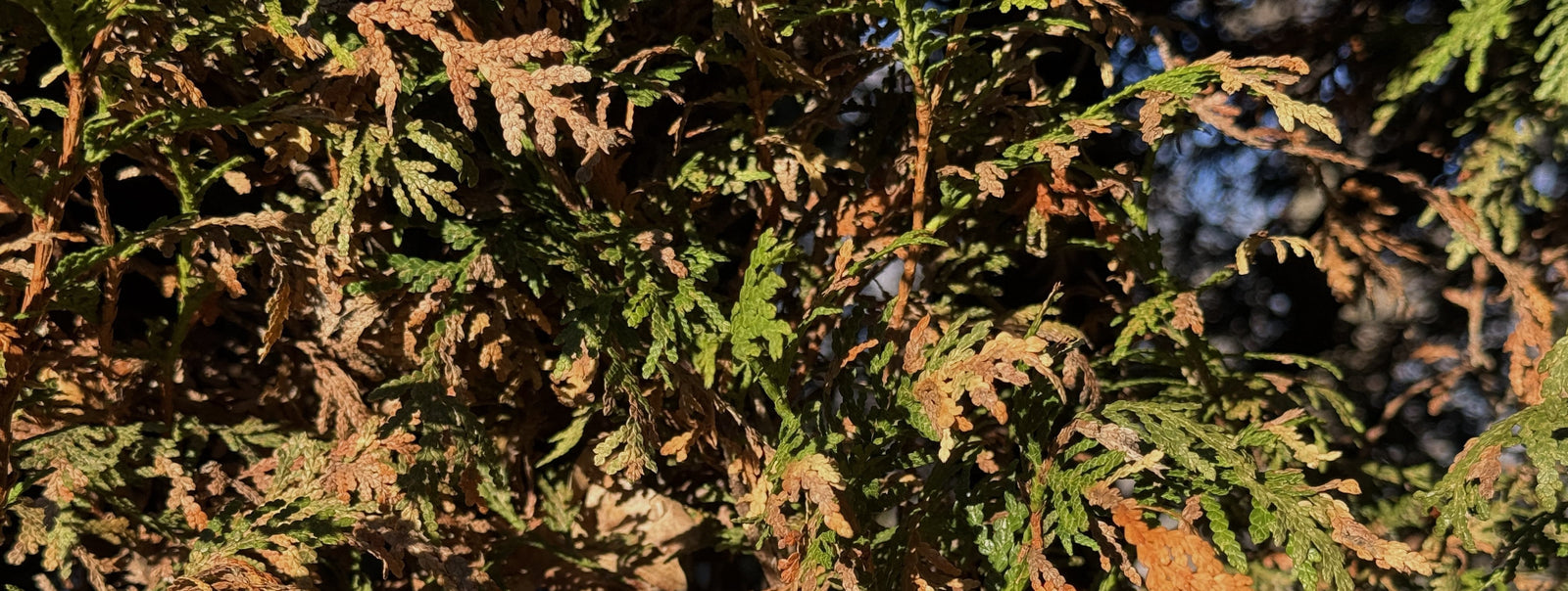 Explained: Why Spring has Your Evergreens Looking Like Never-Greens.