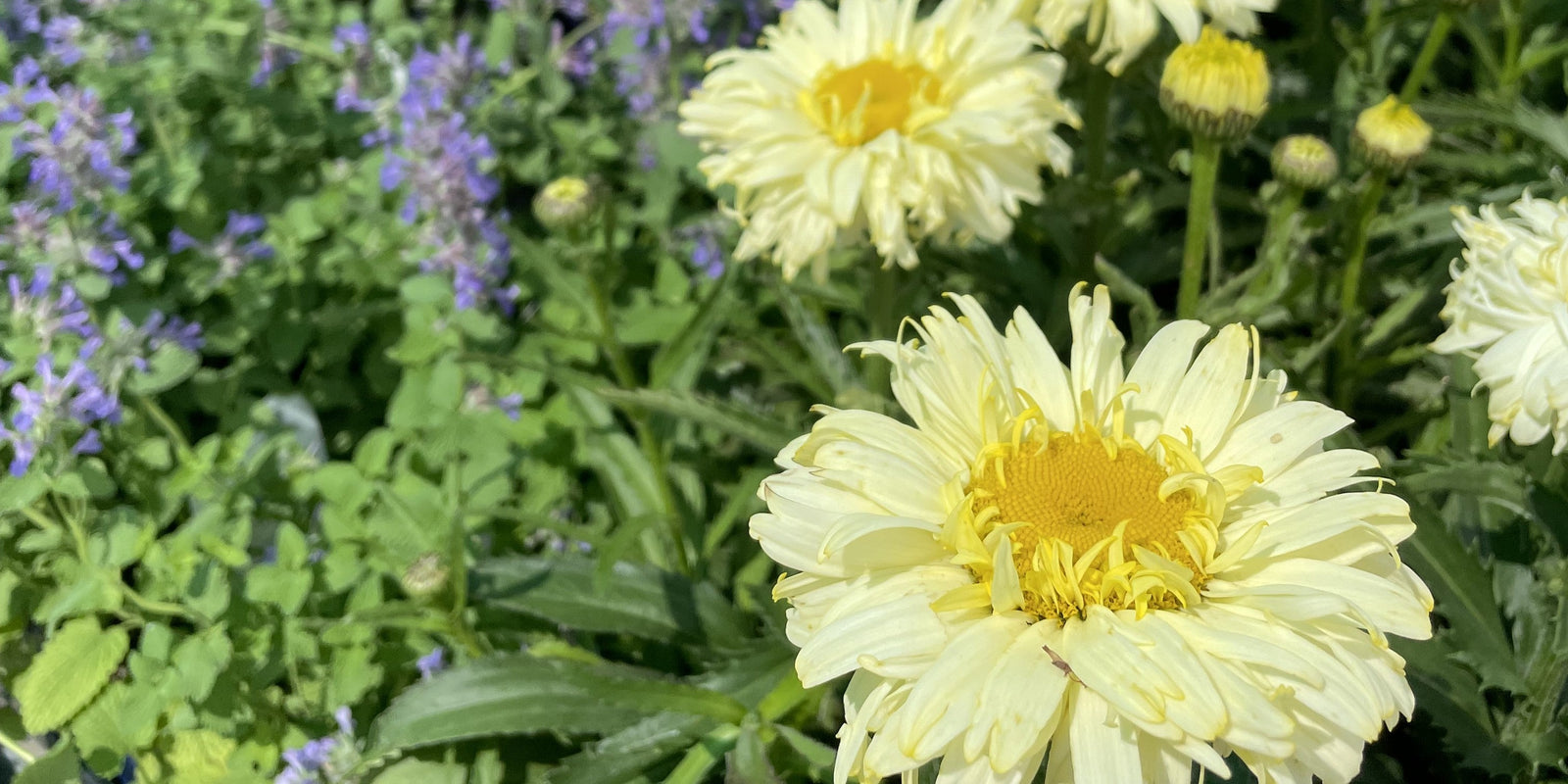 Create a Beautiful, Drought-Tolerant Garden in Ottawa