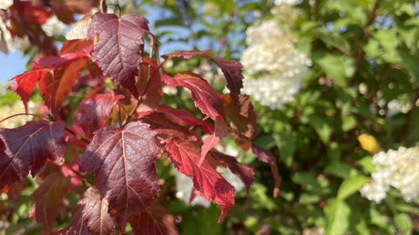 Fall is One of the Best Times to Plant in the Ottawa–Gatineau Region. Here's why.