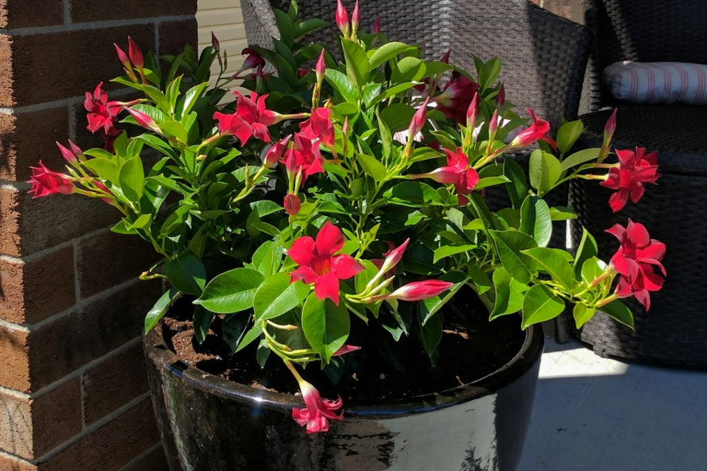 From Hanging  Basket to Easy Patio Planter in a Snap (Video)