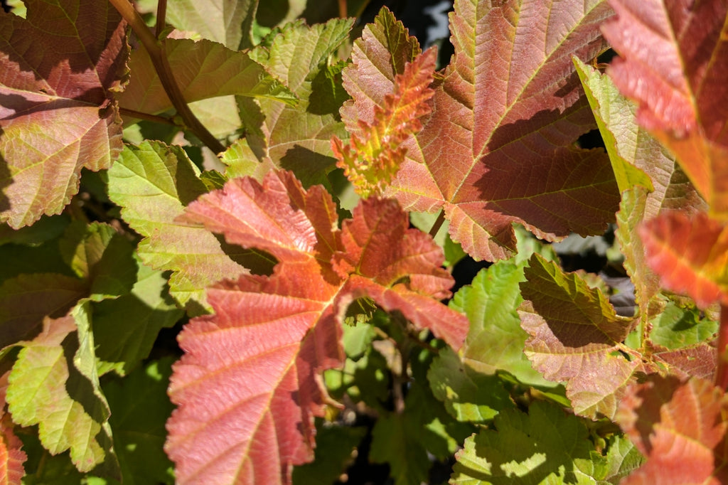 Top 5 Shrubs for Sun (Video)