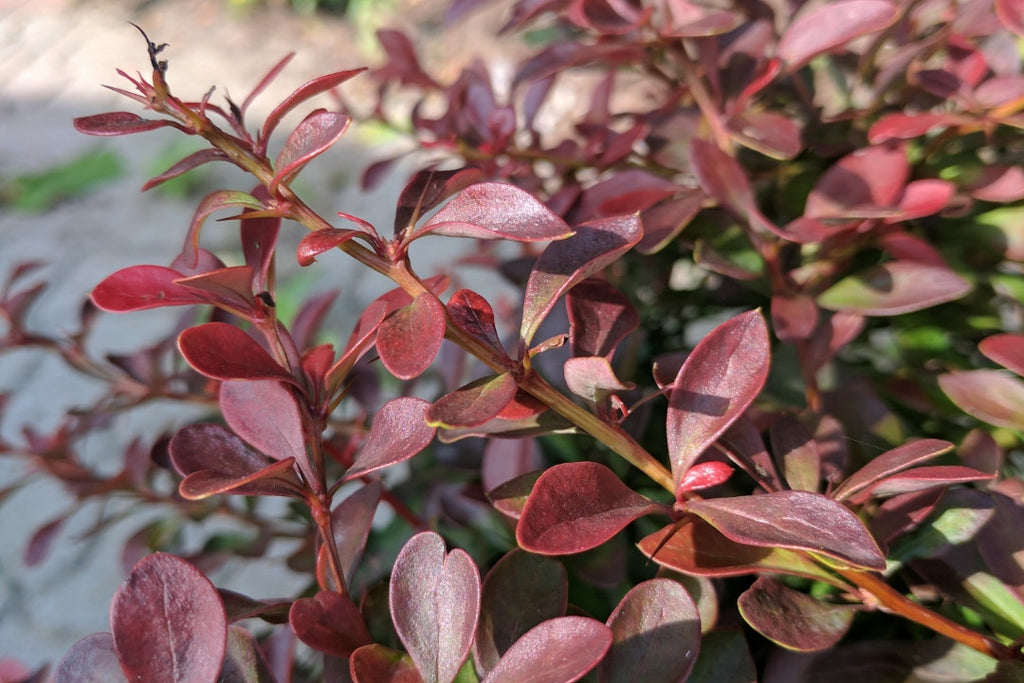 Cherry Bomb Japanese Barberry