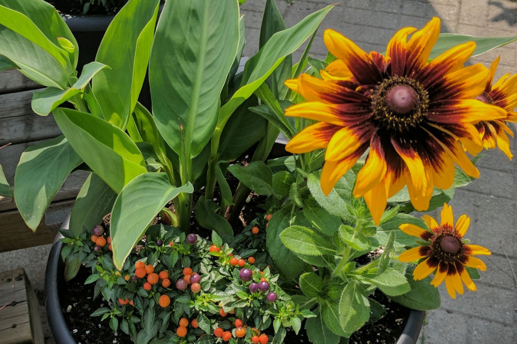 Annual planters need a little midsummer refreshing?