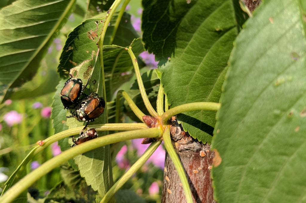 Using Japanese Beetle Traps (Video)