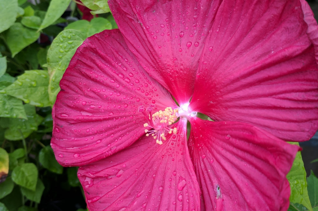 Hardy Hibiscus (Video)