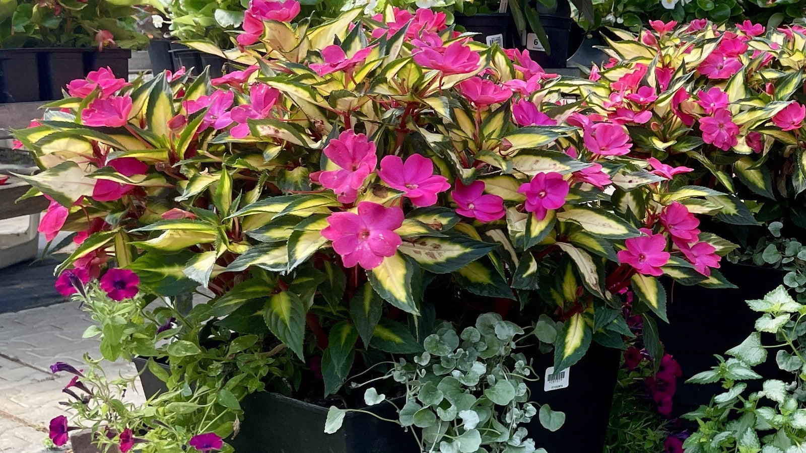 Build Your Flower Baskets With Confidence!