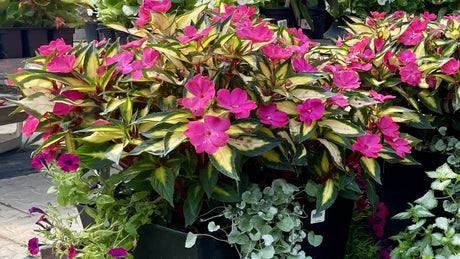 Build Your Flower Baskets With Confidence!