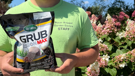 Before the Beetle: Beat the Grubs!