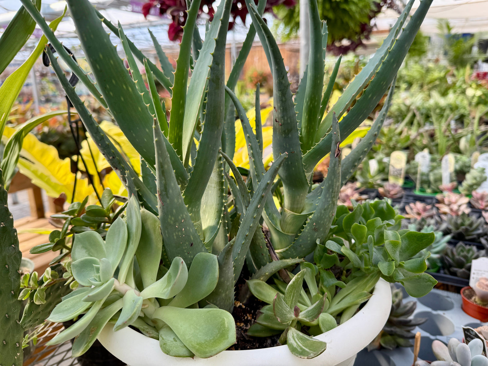 Why Houseplants Belong in Homes and Classrooms