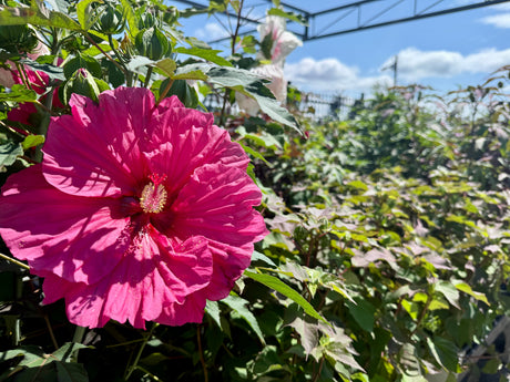 Savoring the Sun: Summer Gardening Teaches Us to Slow Down