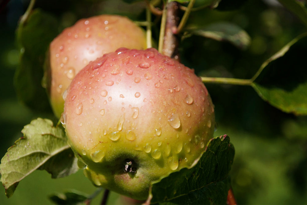 For blemish-free fruit and a healthier garden, begin with dormant spray