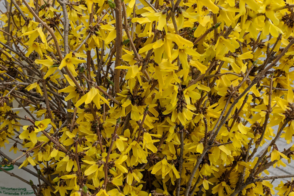 Forcing Forsythia Indoors