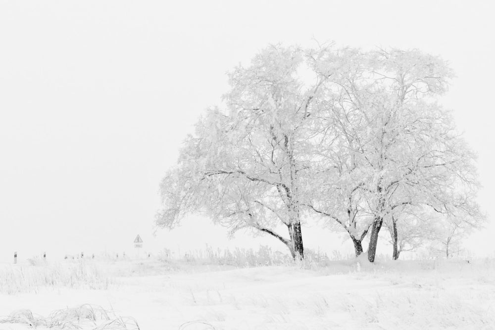 Damage to trees from ice and heavy snow