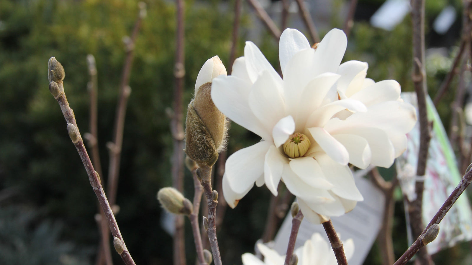 Don't Let the "False Spring" Fool Your Foliage!