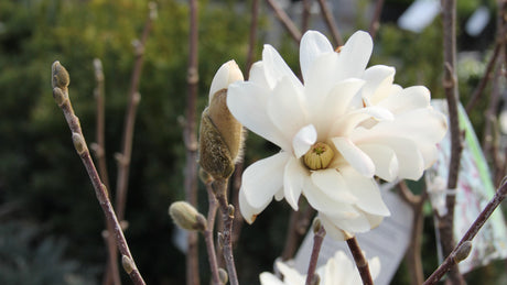 Don't Let the "False Spring" Fool Your Foliage!