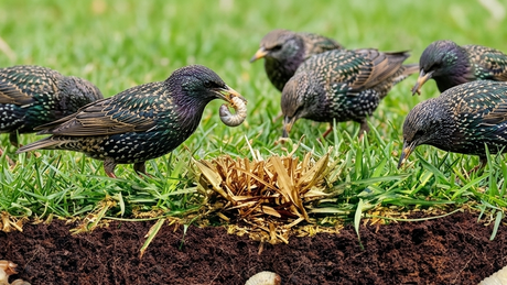 Why Your Lawn Feels Like a Sponge (and How to Fix It!)