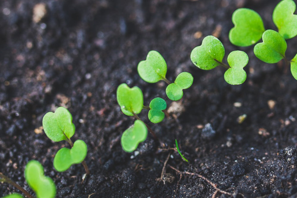 Starting Plants from Seed