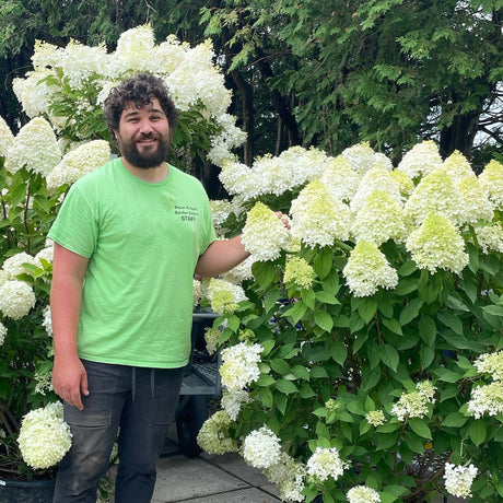 FLOWERING SHRUBS