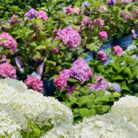 Summer is Hydrangea Season!