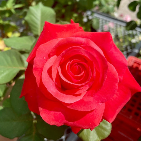 Hybrid Tea Rose