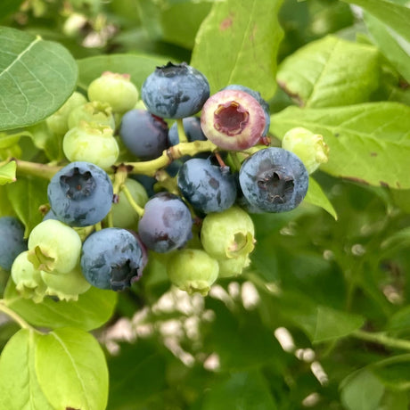 Fruiting Shrubs