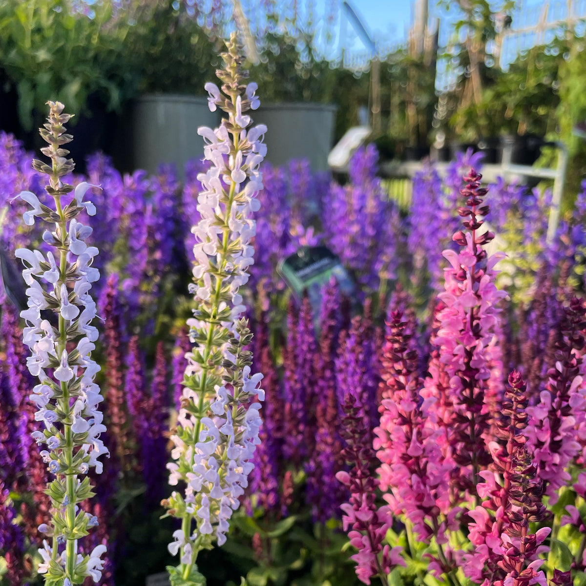 Spring-Summer Flowering Perennials – Knippel Garden Centre