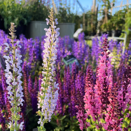 Spring-Summer Flowering Perennials
