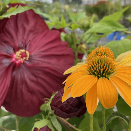 July-August Flowering Perennials
