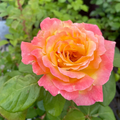 Grandiflora Roses