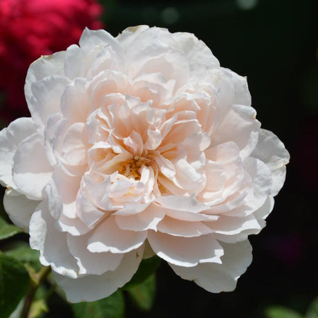 Climbing Rose
