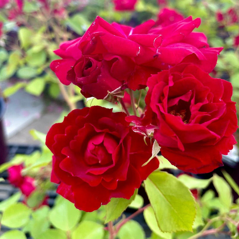 Shop Roses – Page 2 – Knippel Garden Centre