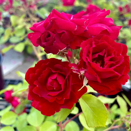 Hardy Shrub Rose