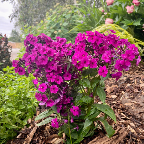Sun-Tolerant Perennials