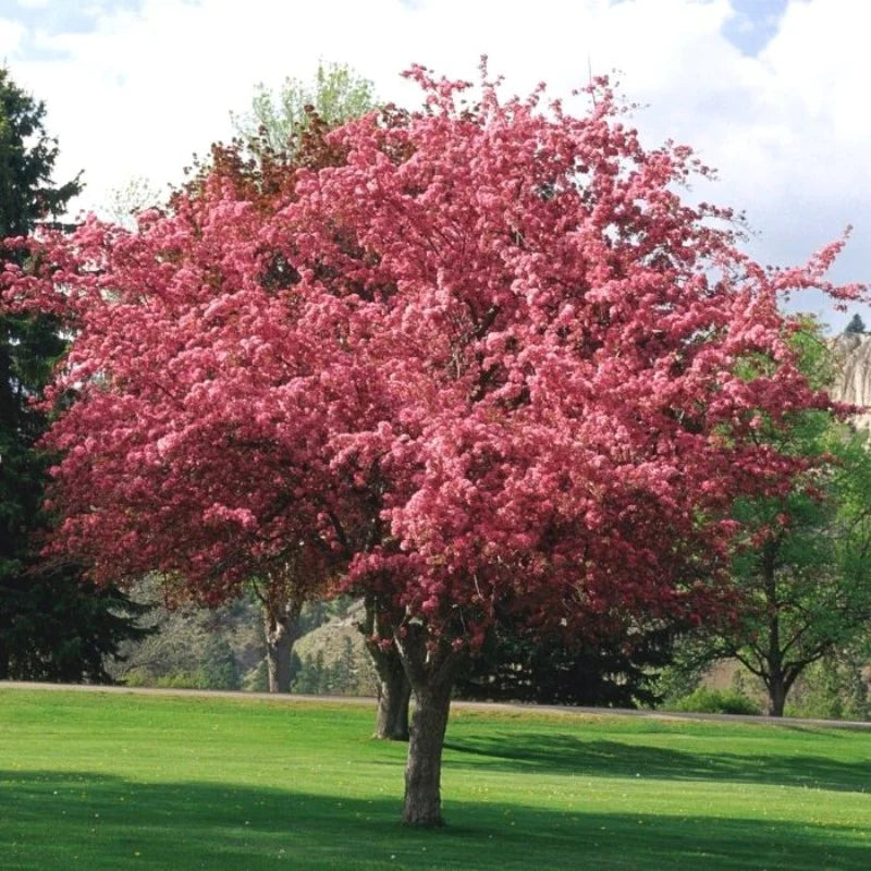 Small Trees - 7 meters or less – Knippel Garden Centre