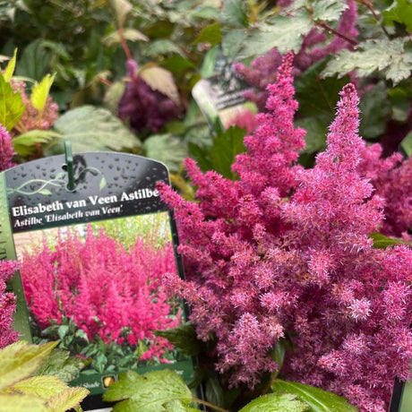 Shade-Tolerant Perennials