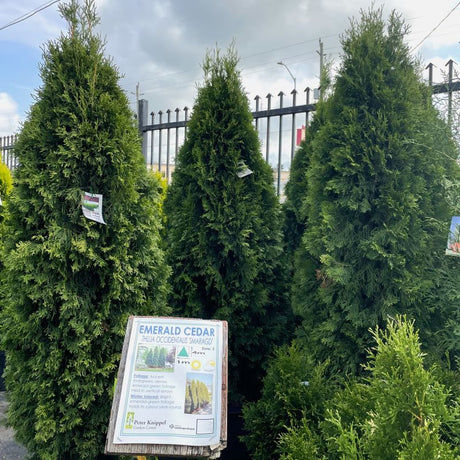 Shop Evergreens