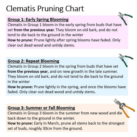 Pruning Group 2 Clematis