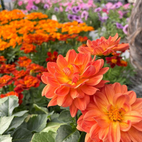 Annuals